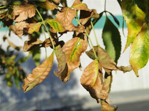 are mountain ash trees susceptible to disease
